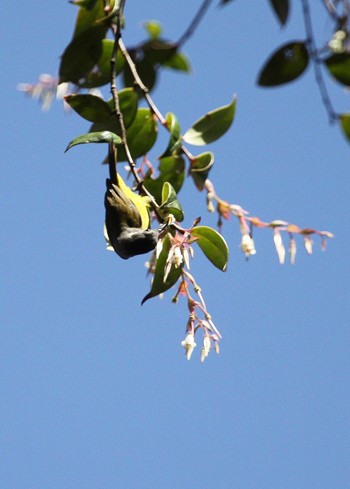 Chim hút mật (Nectariniidae). Thức ăn của phần lớn các loài hút mật là mật hoa, một số loài ăn cả sâu bọ khi nuôi chim non. Việt Nam đã bắt được các vật mẫu của loài chim hút mật ở Di Linh, Tây Ninh, Biên Hòa và Phú Quốc.
